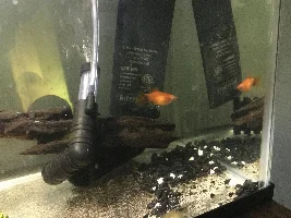 Is my platy about to give birth?