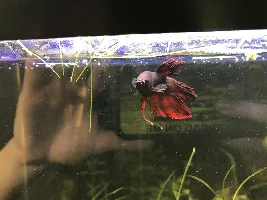 Share your bettas