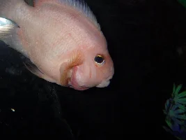 Strange Growth