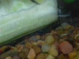 More Baby Bnose Plecs