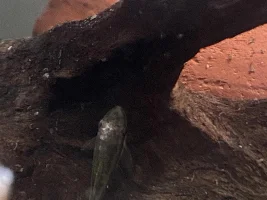 What’s wrong with my Oto?