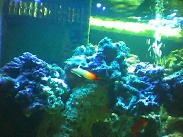 Pics of my Saltwater set up(IMAGE INTENSE!)