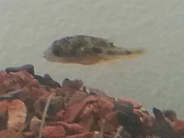 Dwarf Puffers & Internal Parasites