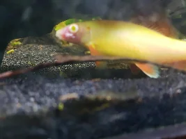 Injured Rainbow Shark