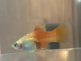 When do you think my platy will give birth?