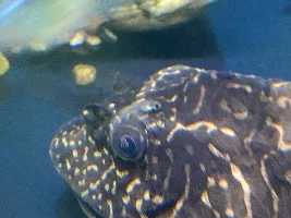 Please help my pleco (mouth closed, not breathing normally)