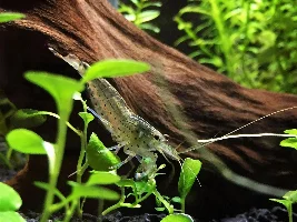 Shrimp Appreciation Thread