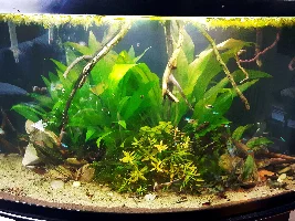 My Managerie of Tanks
