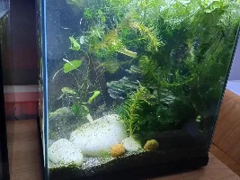 6 gallon stocking