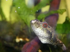 Updated puffer pix