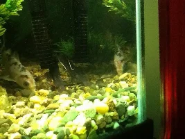 Identify This Catfish!