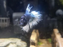 new to the hobby, my betta fish keep dying