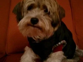 Merry Xmas From Buffy