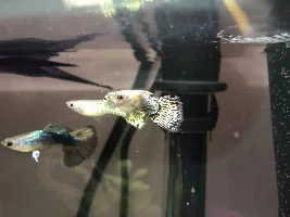HELP! Fish advice ASAP!