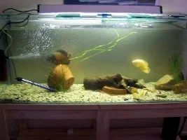 My new 111gallon