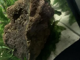 Java fern