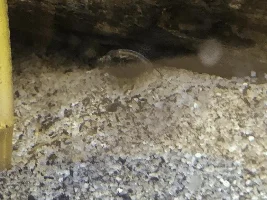 Snail identification and are they eating my plants?