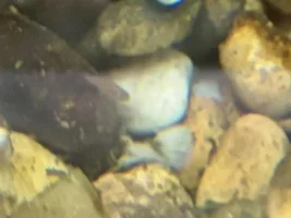 I have babies in my dump tank...