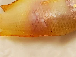 Fish Injury Identification