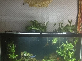 Nitrate & Ammonia Reduction Project