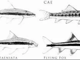 Looking for confirmation on type of fish