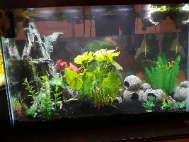 Fish Update!!! :D