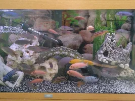 First fish tank urgent advice please