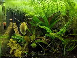 Mystery and Nerite snails.