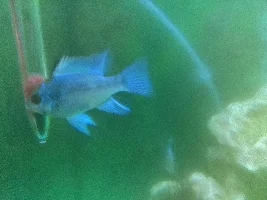 can someone tell me if my blue ram is male or female ty