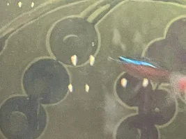 Help with ick