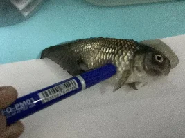 RIP my goldfish