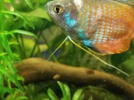 Honey Gourami listing sideways on plants and at the bottom of tank