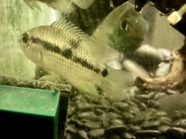 added a little color to the yellow acarra tank... I may move the silver dollar, and add a couple more yellow acarra, since they seem to be in season