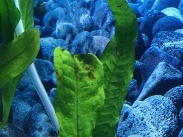 Tank two weeks in algae bloom started...