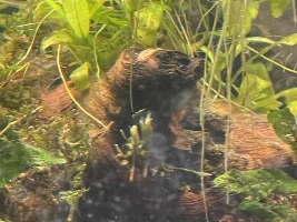 What could be chomping on my bucephalandra ?