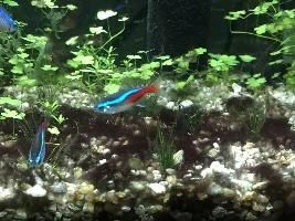 Black beard algae in my tank?