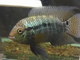 common fish, that are gone from the hobby today???