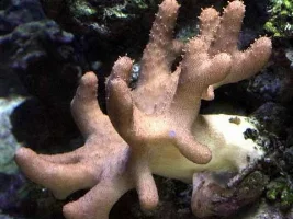 my tank pics