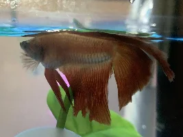 Sick betta need help identifying illness