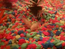 Hello! First Fish Tank :d