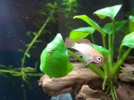Scarlet Badis