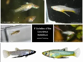 6 Varieties