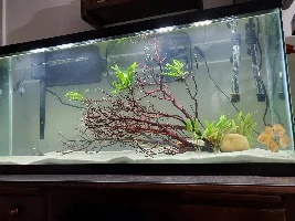 Progression of my 55 gallon