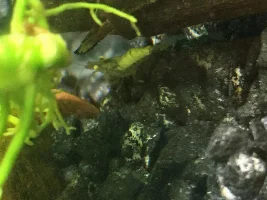 Shrimp turning yellowish opaque