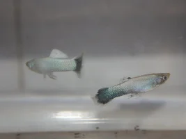First males of my ghost guppy project