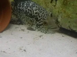 Fish refuses to eat food