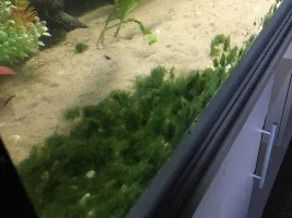 Ripping Marimo moss