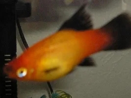 Is My Platy Pregnant? And Other Questions...