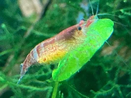 Shrimp Lollies