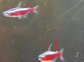 Single white spot on cardinals